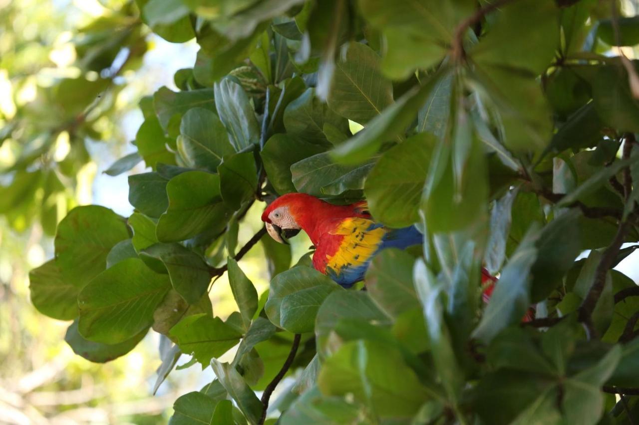 Villa Kiskadee - Beautiful Mountain Views With Private Pool Quepos Buitenkant foto